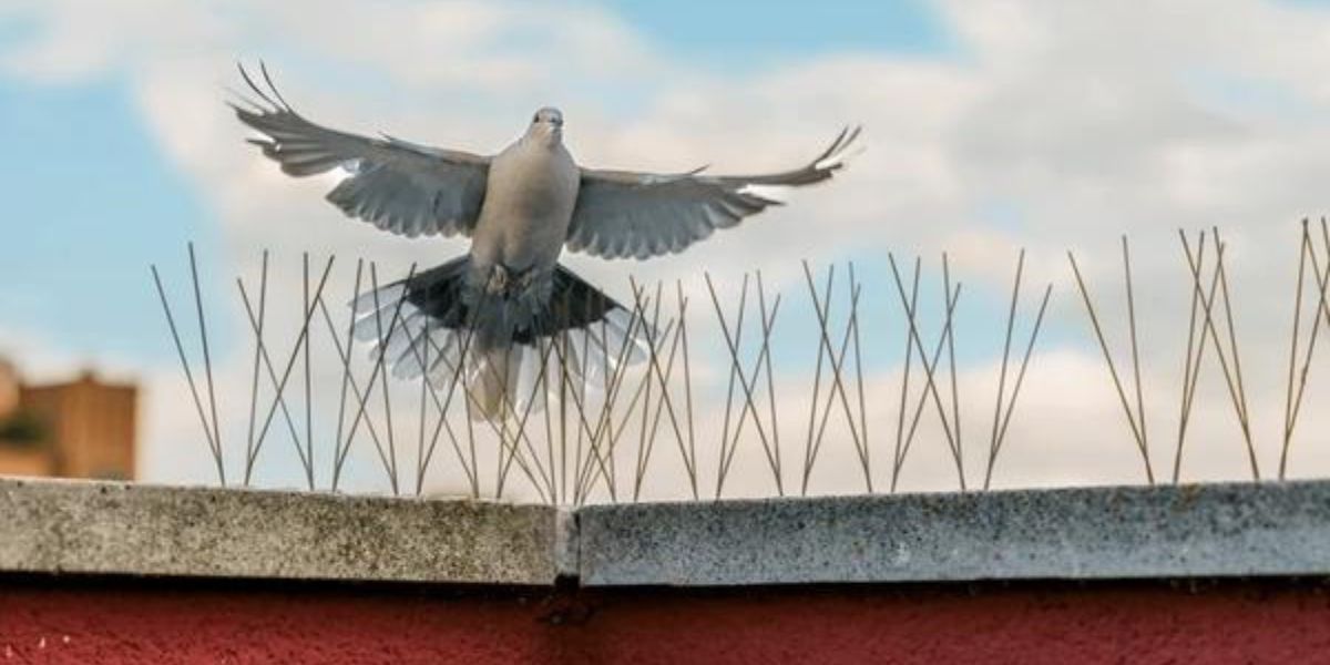 Bird and Pigeon Control Spikes in Bangalore